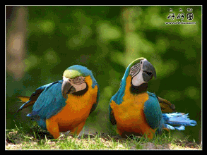u=40971877,868004117&amp;fm=21&amp;gp=0[1].gif