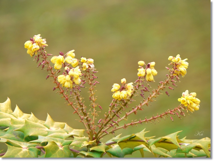 flowers 20-09-13 067.jpg