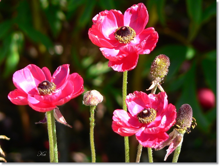 flowers 13-11-13 228.jpg