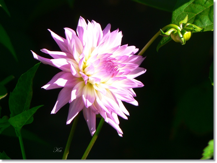 flowers 17-01-13 178.jpg