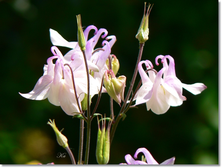 flowers 21-11-13 171.jpg