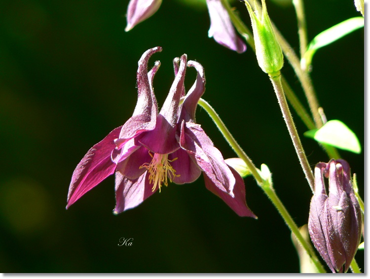 flowers 21-11-13 195.jpg