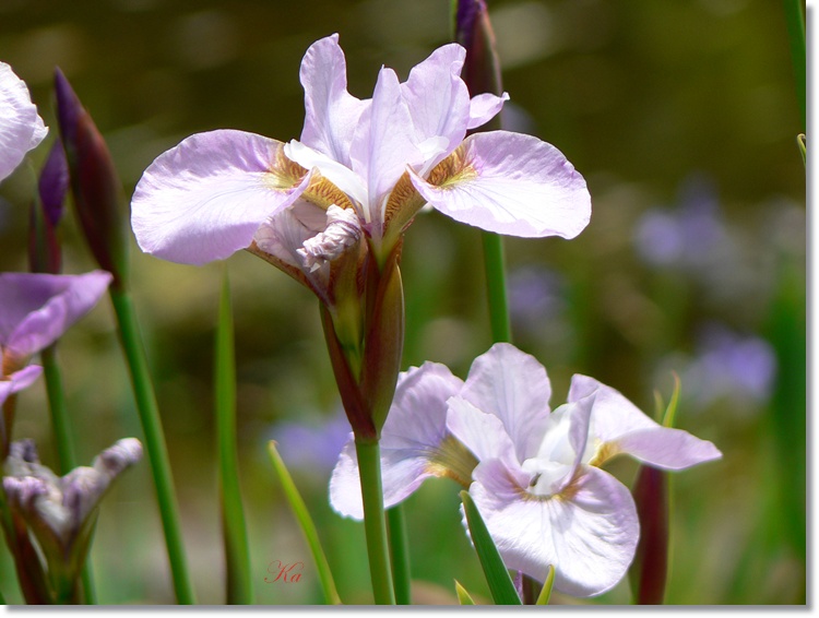 flowers 21-11-13 045.jpg