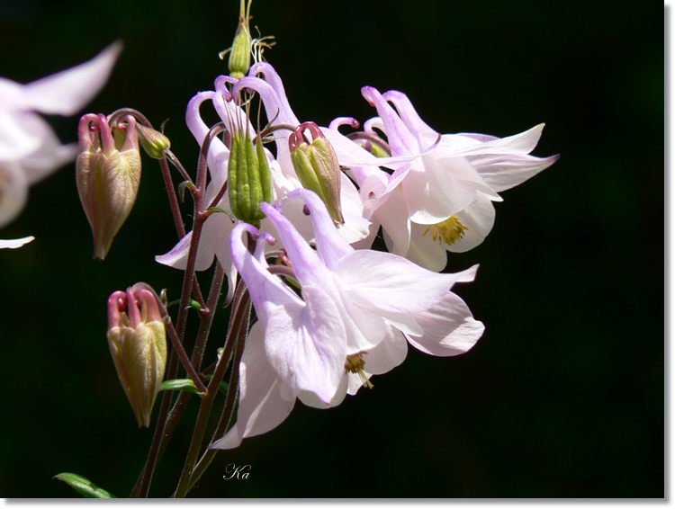 flowers 21-11-13 167.jpg