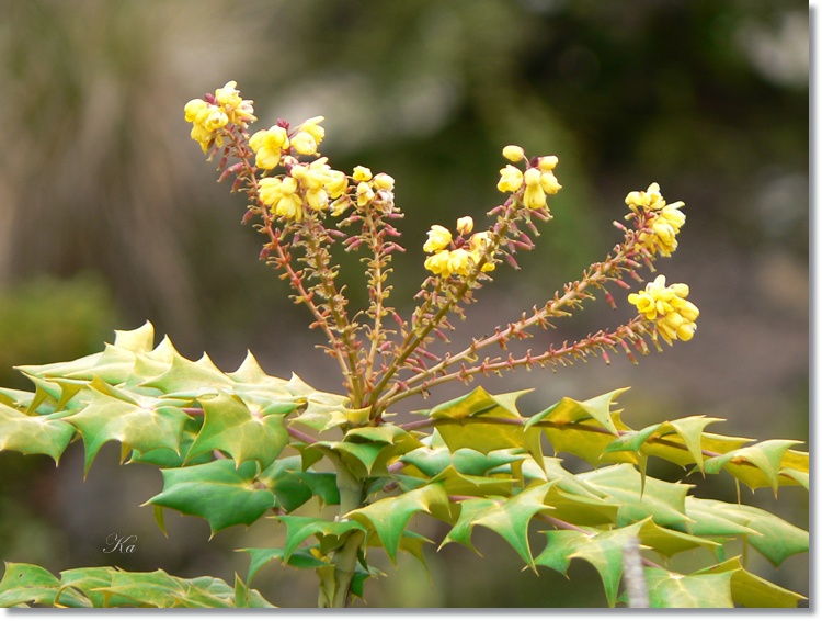 flowers 20-09-13 064.jpg