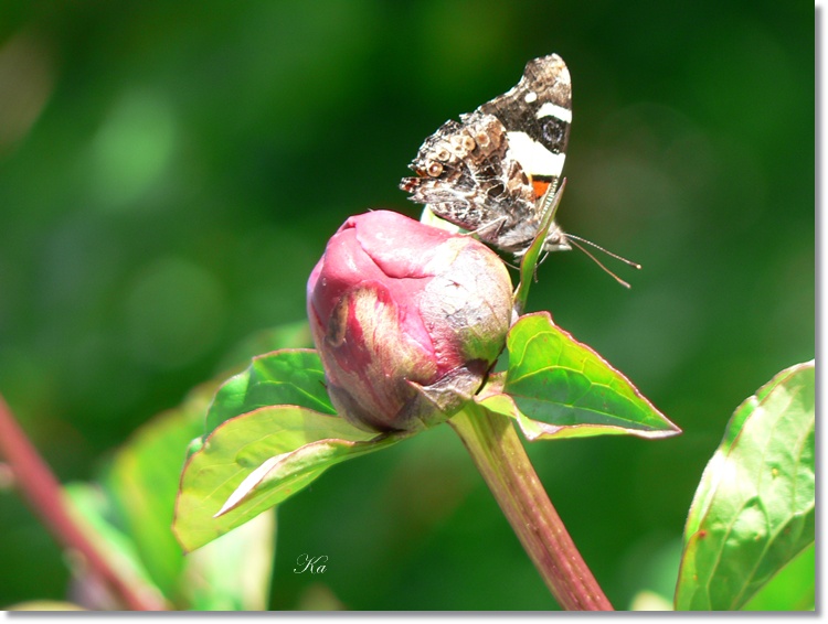 flowers 21-11-13 255.jpg