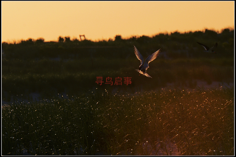 DSC_9919.jpg