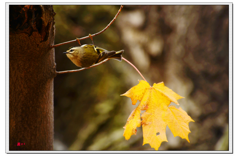 DSC_2270.jpg
