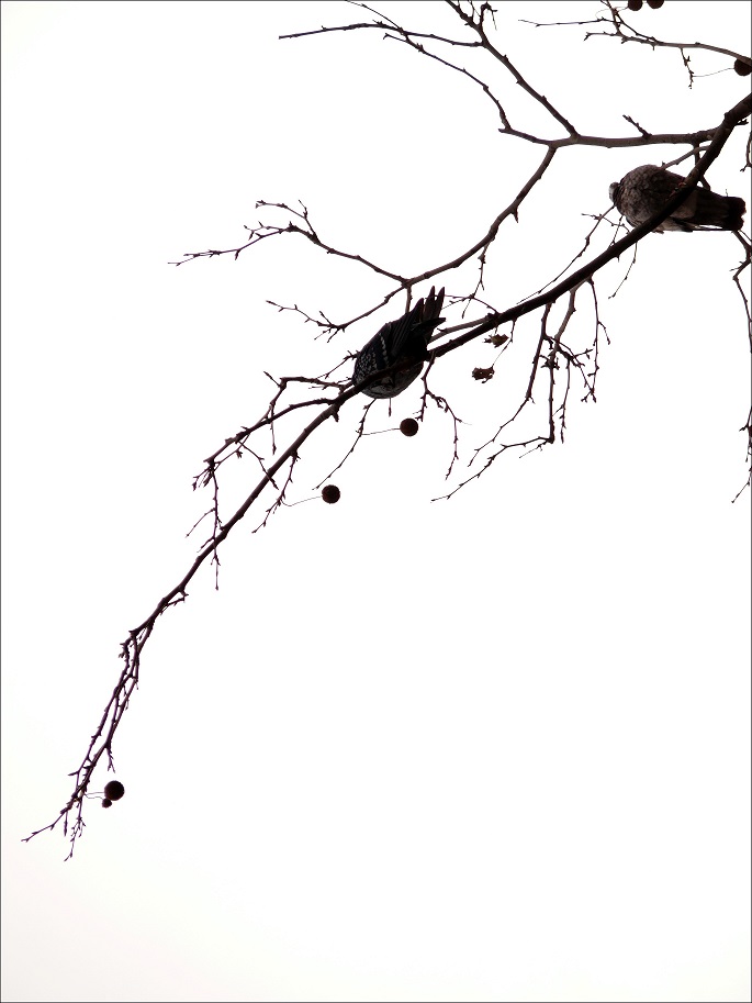 l1130701_conew2.jpg