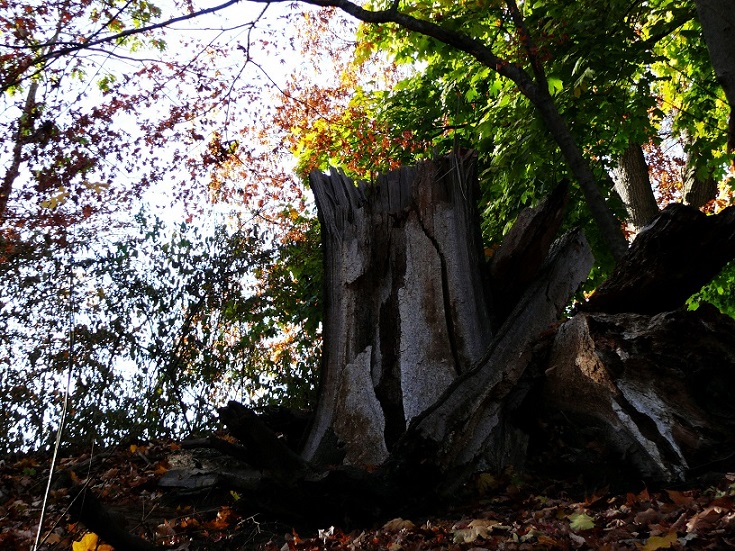 L1100611.JPG
