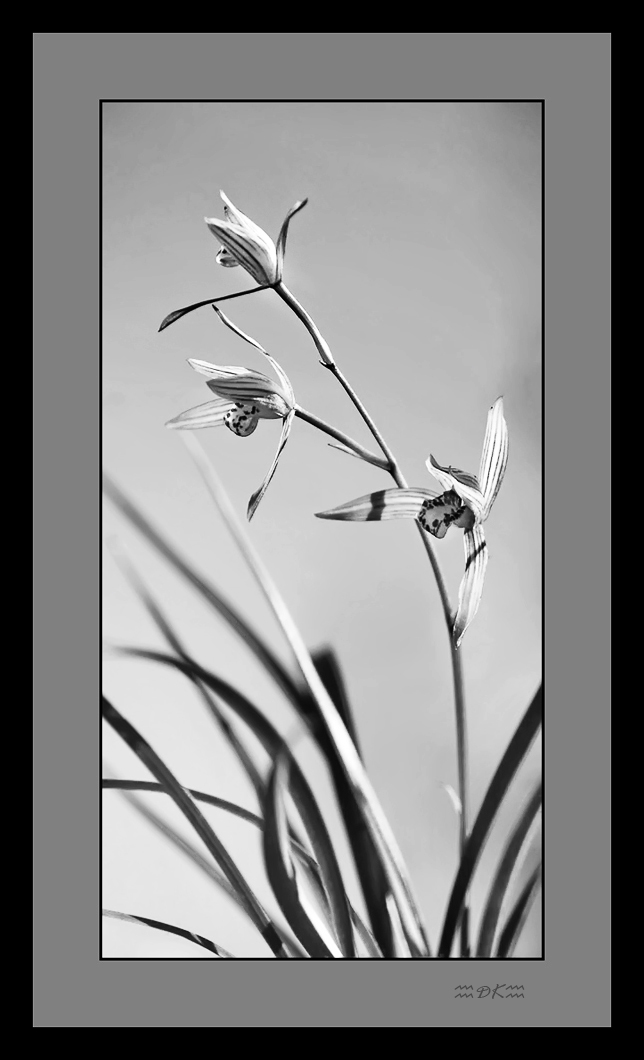Chinese Orchid 08C1.jpg