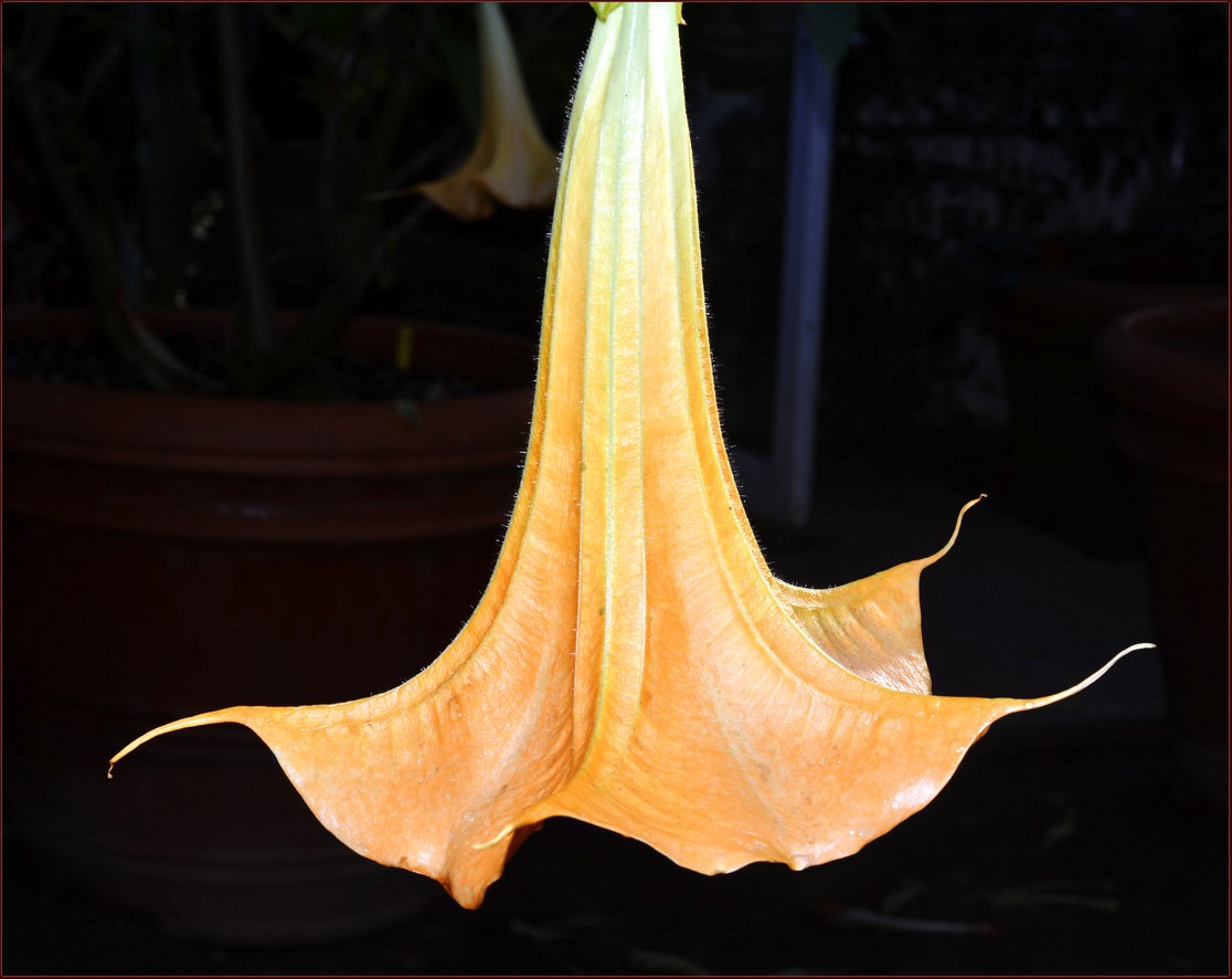 DSC_7856.jpg