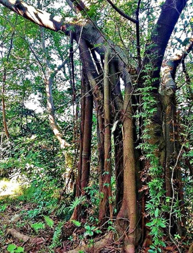 2013-11-30 ����������ɽ 019.JPG