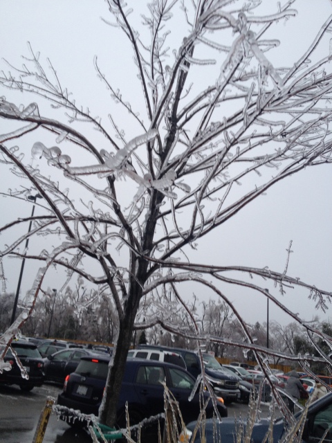 Toronto Ice Storm 2013-50.JPG