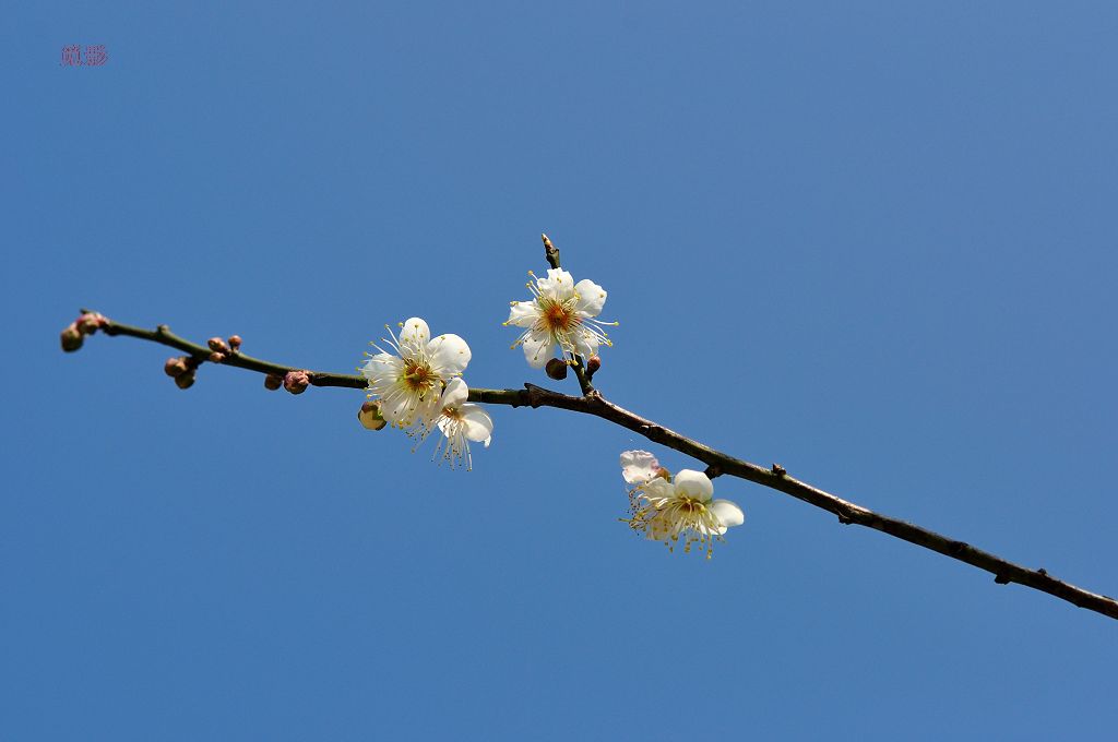 DSC_3443.jpg
