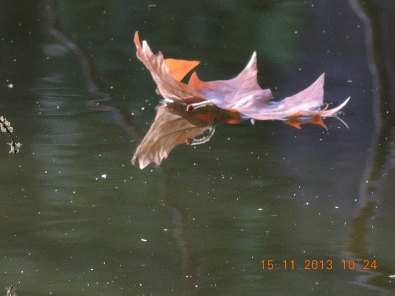 Golden gate park 1065_.jpg