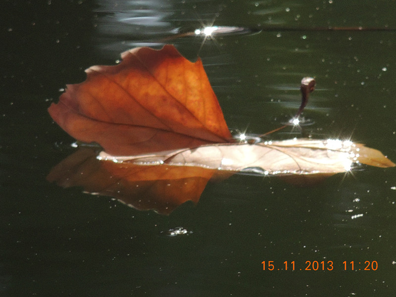 Golden gate park 1222_.jpg