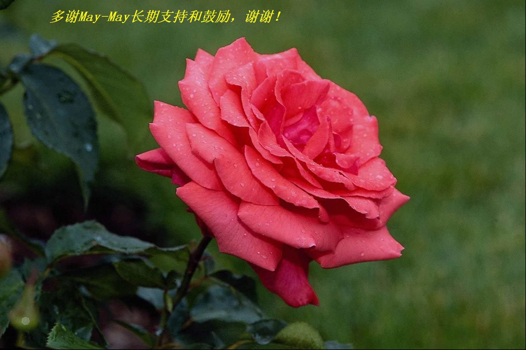 ллMay-May.JPG