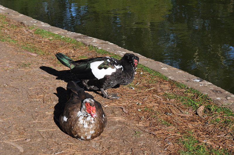 Golden gate park 252_.jpg