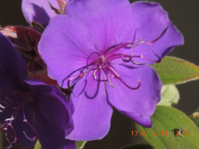 flower #2 870_.jpg