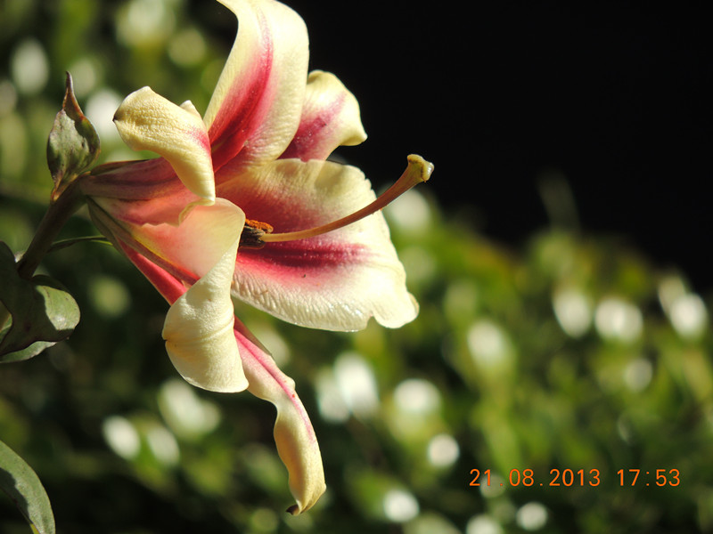 flower 634_.jpg