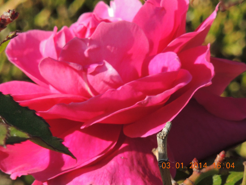 flower #2 624_.jpg