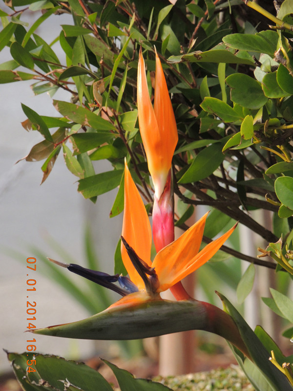 flower #2 668_ת_.jpg