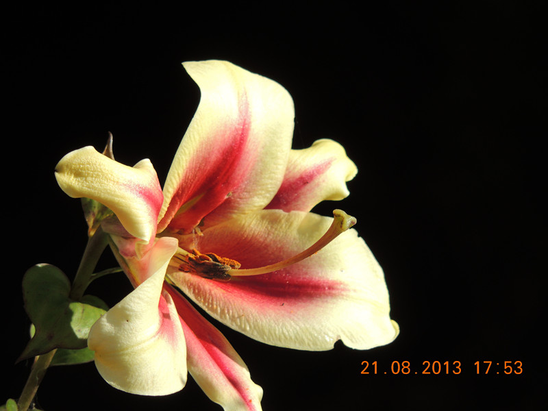 flower 635_.jpg