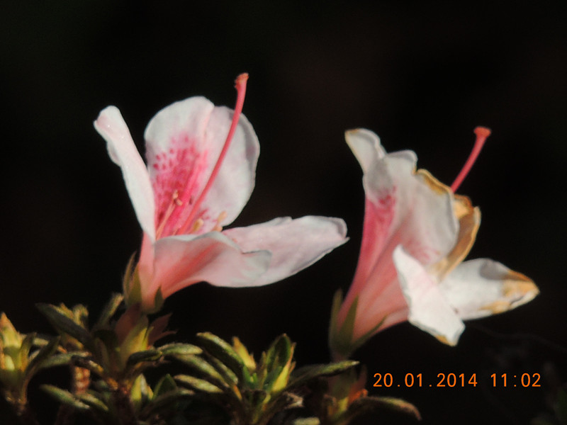 flower #2 928_.jpg