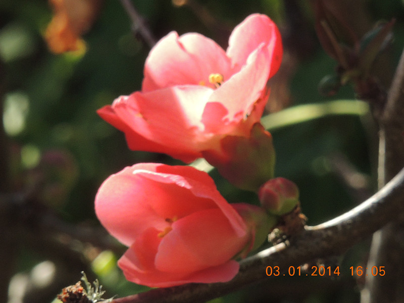 flower #2 630_.jpg