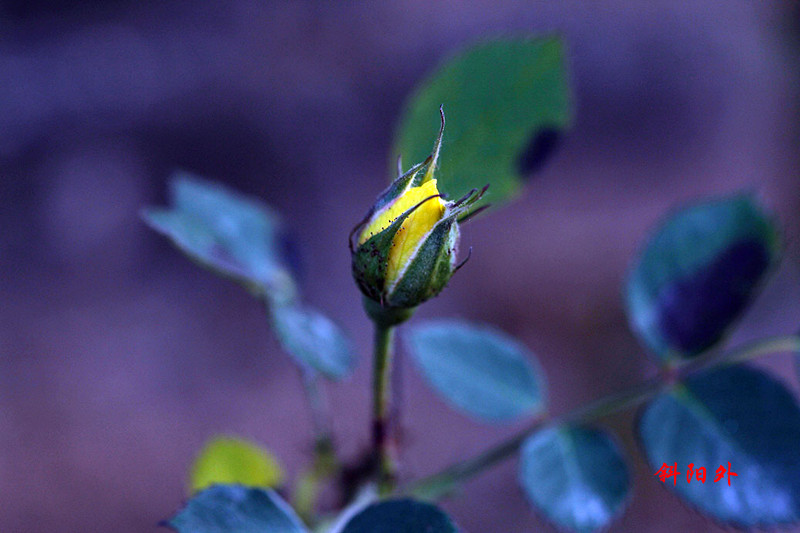 _MG_70462014--17_.jpg