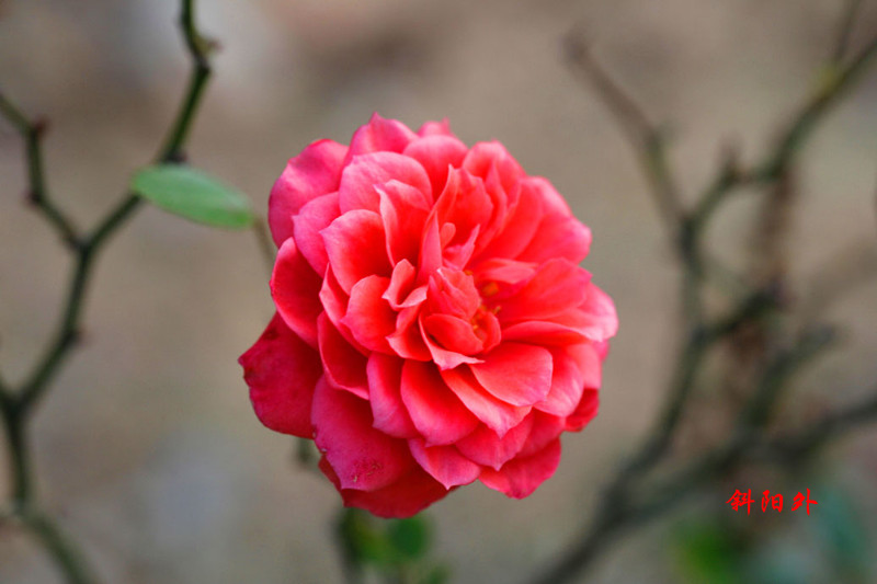 _MG_70412014--17_.jpg