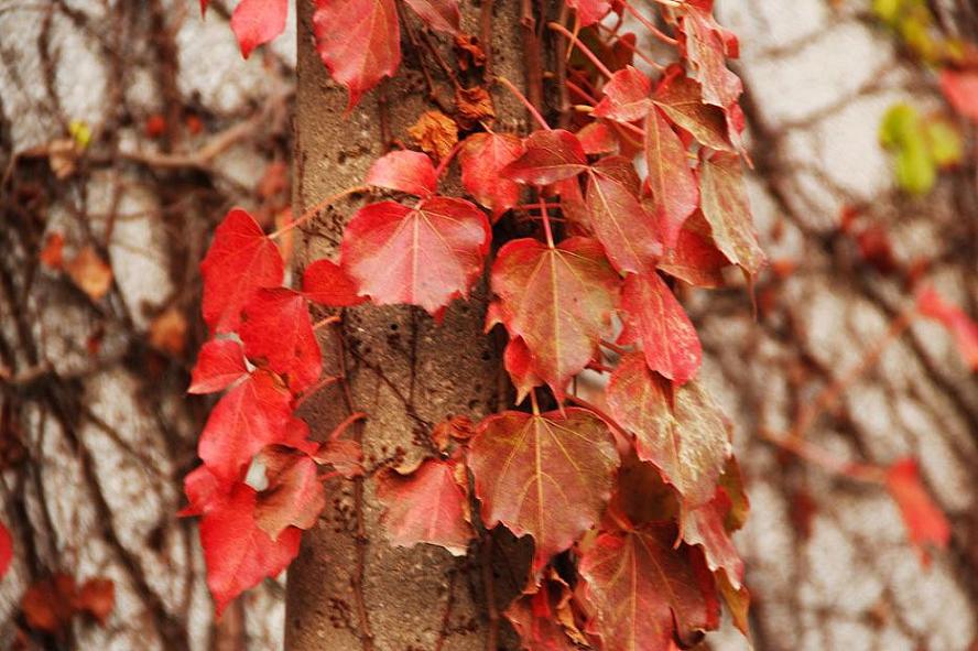 _MG_55952013-10-20.JPG