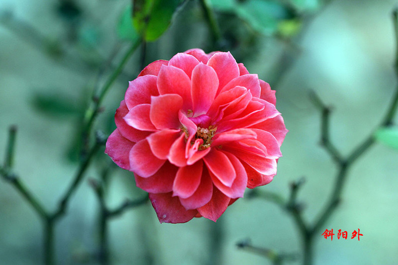 _MG_70392014--17_.jpg