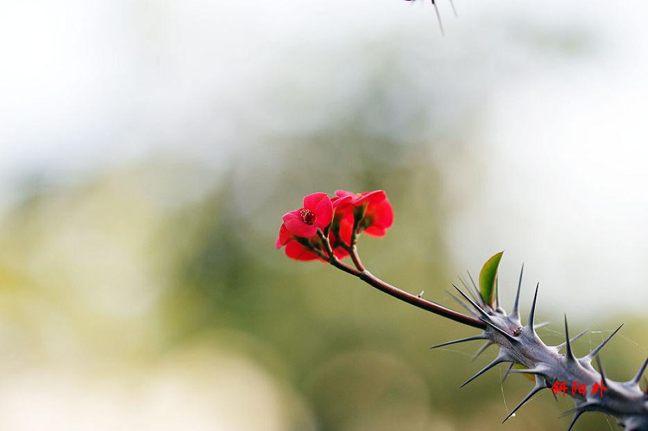 _MG_70292014--17_.jpg