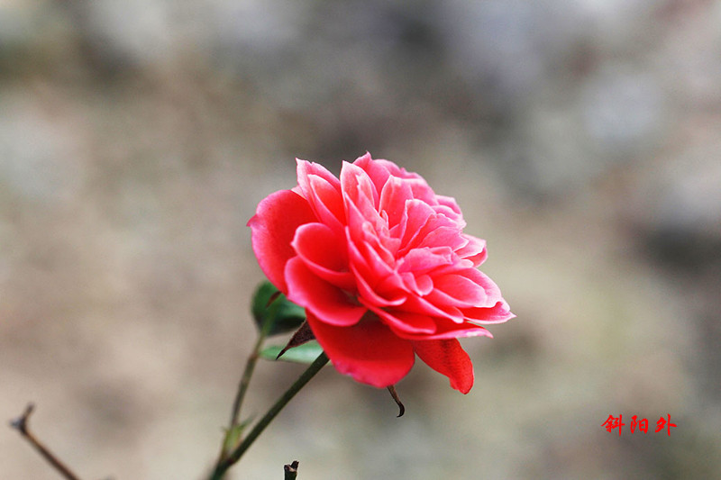 _MG_70402014--17_.jpg