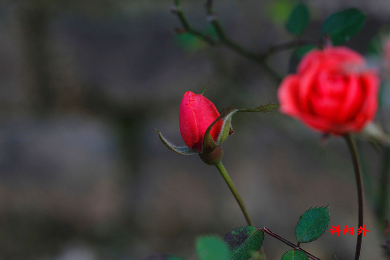 _MG_70442014--17_.jpg