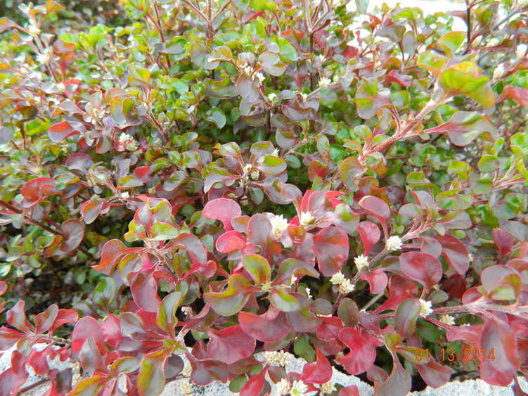 DSCN3489_.jpg