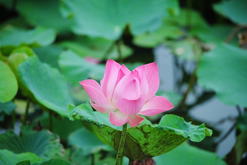 DSC_0053.JPG