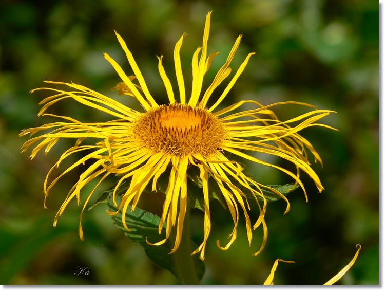 flowers 22-12-13 030.jpg