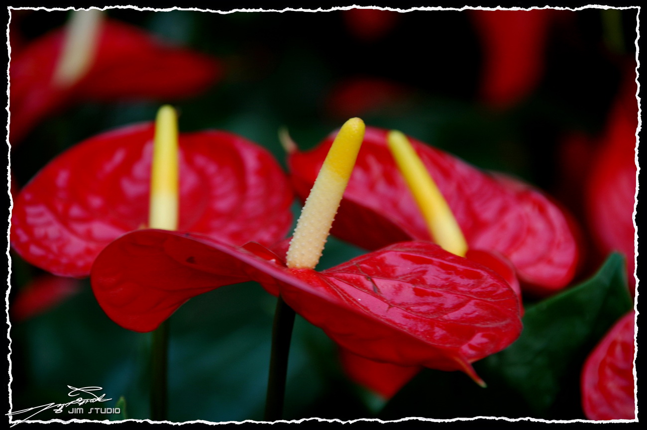 DSC_4169.jpg