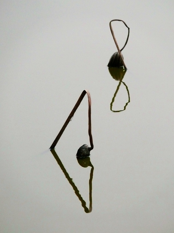 L1170477.JPG