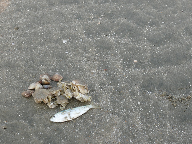 L1180744.JPG