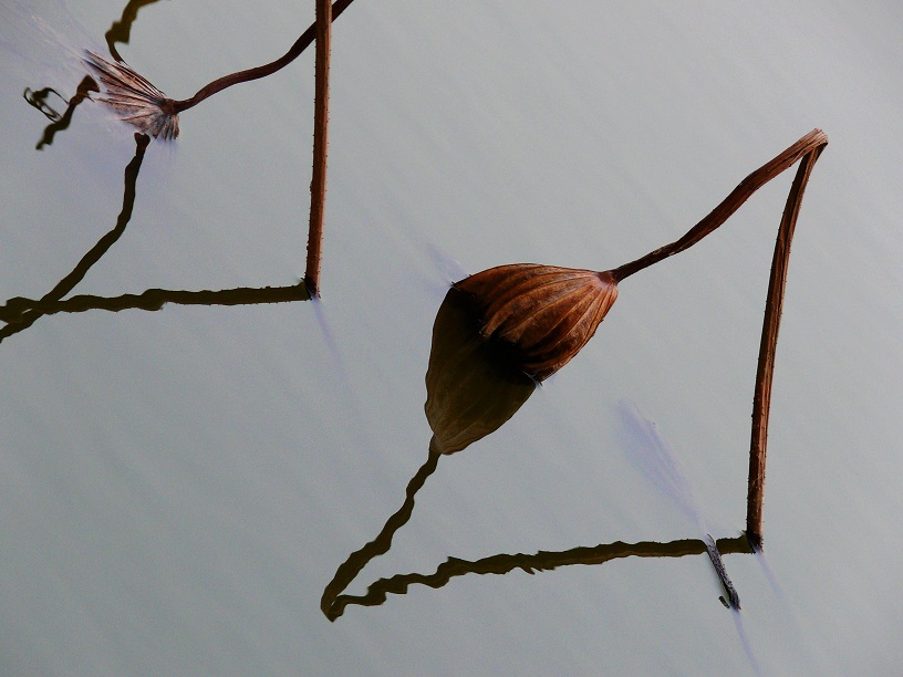 L1170317.JPG