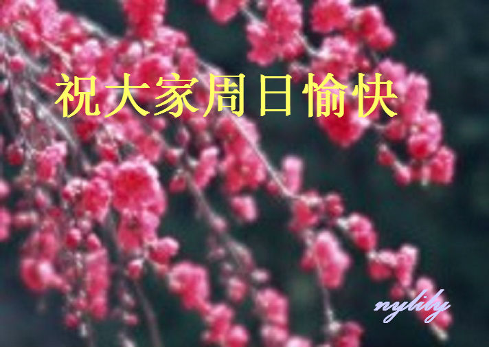 meihua-019.jpg