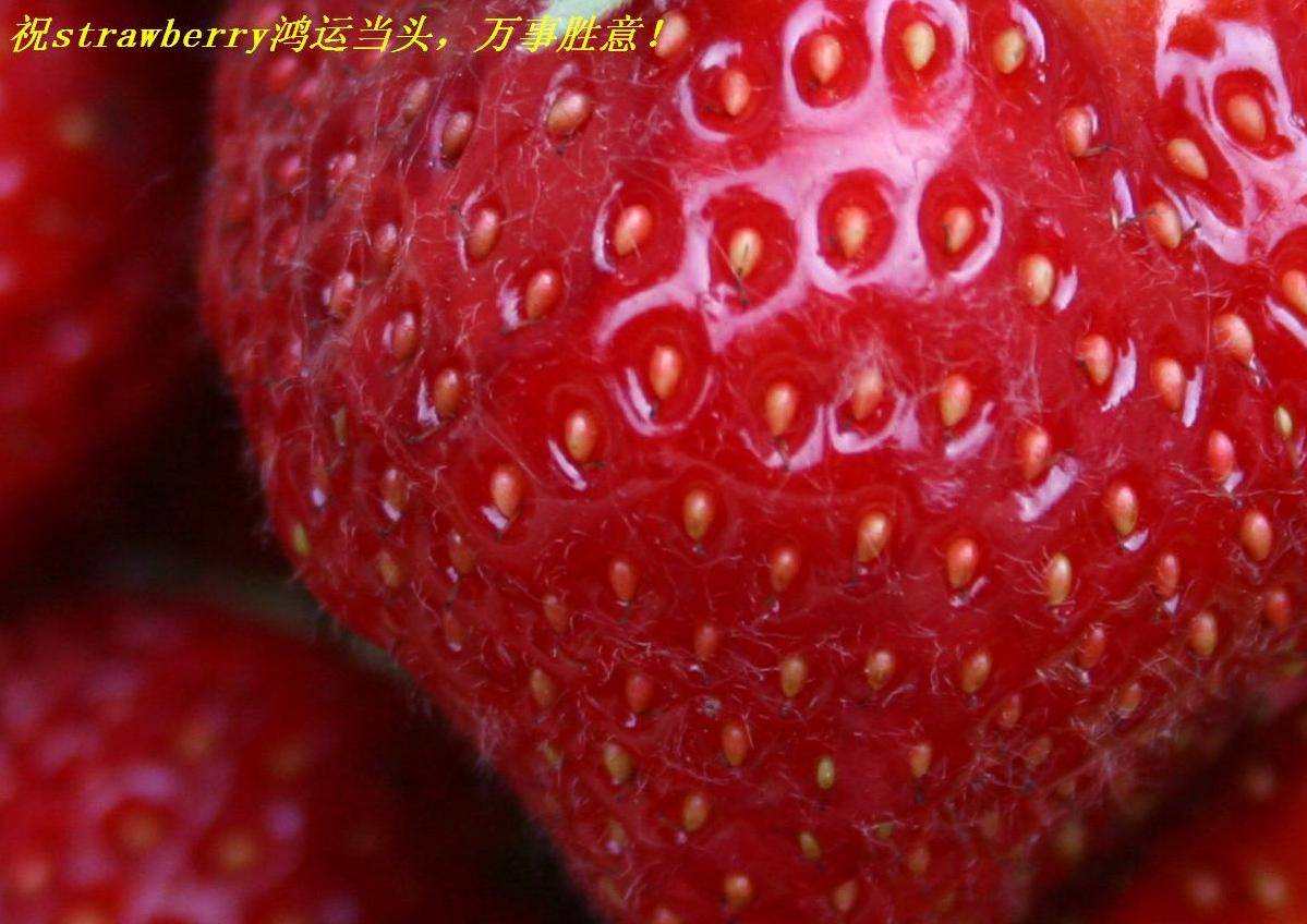 ףstrawberry˵ͷʤ!.JPG