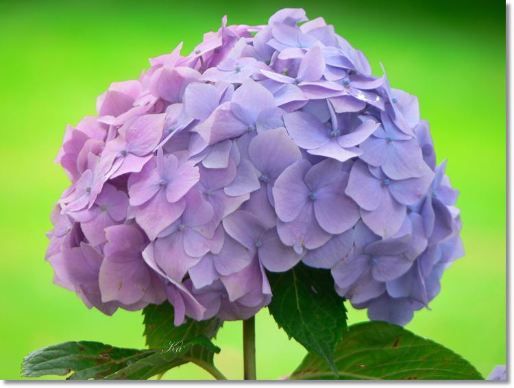 Flower 16-01-14 315.jpg