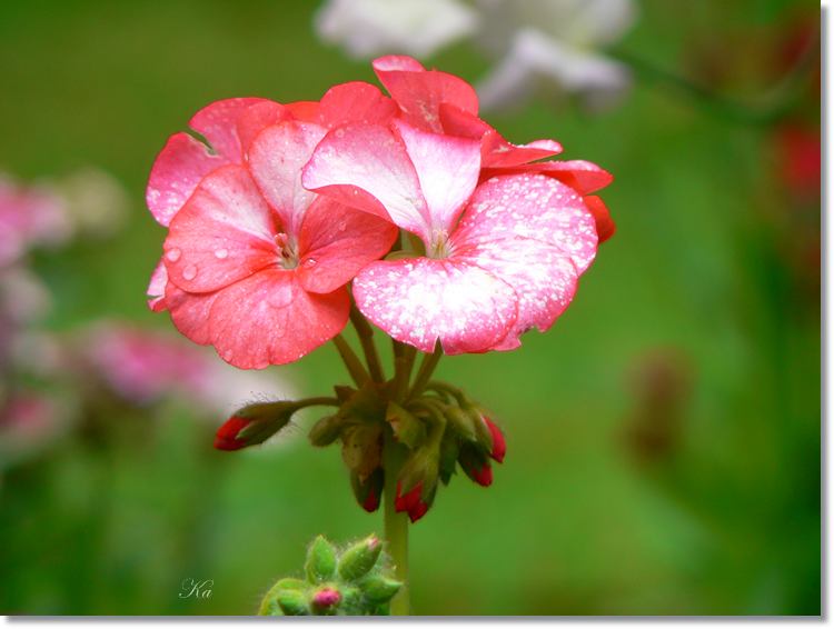 Flower 16-01-14 367.jpg