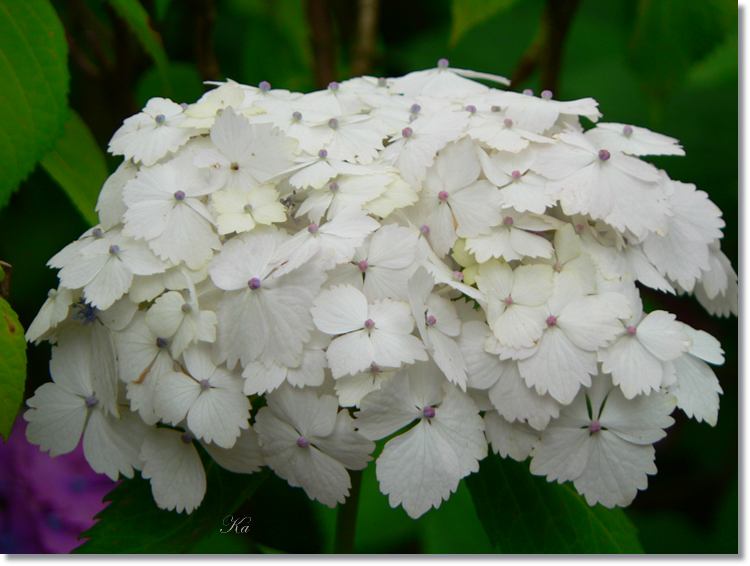 Flower 16-01-14 326.jpg