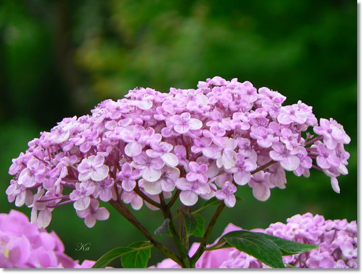 Flower 16-01-14 332.jpg